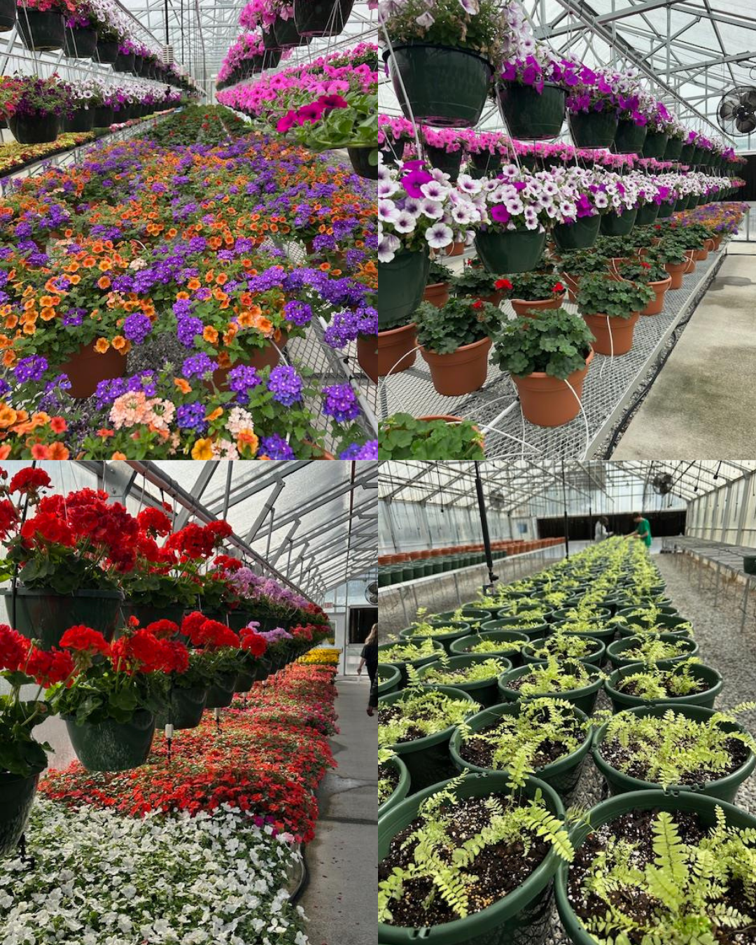 Image is 4 photos of plants.