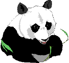 Panda Bear