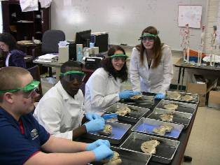 Students working on dissecting tissues
