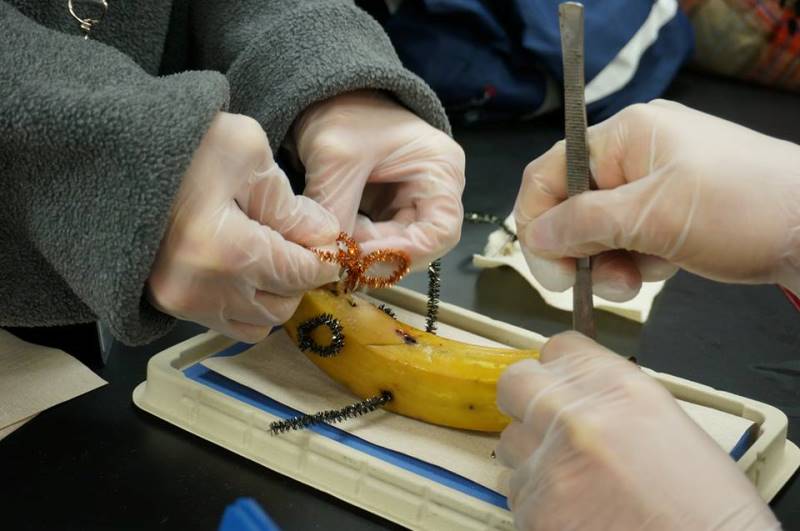 Students sticking pins in a banana