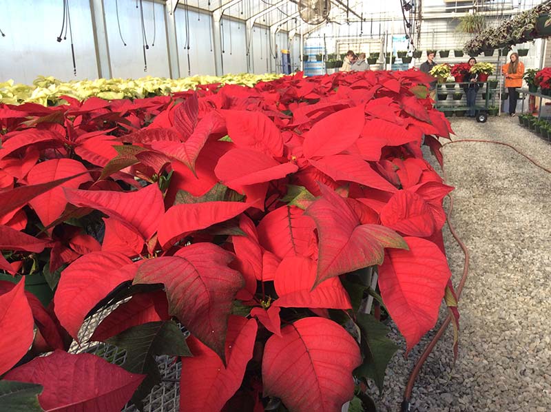 photo of large group of poinsettias