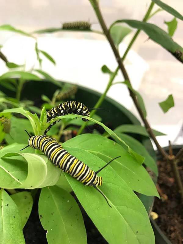 Caterpillar on a plant leaf