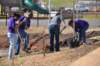 treesgreenvillegeenergyplanting11_small.jpg
