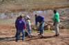 treesgreenvillegeenergyplanting8_small.jpg