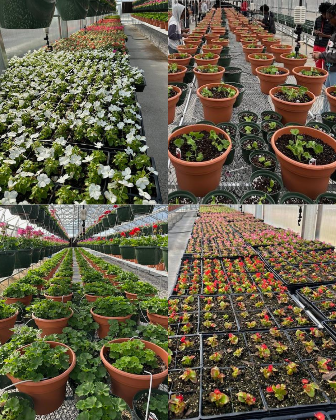 image is 4 photos os plants.