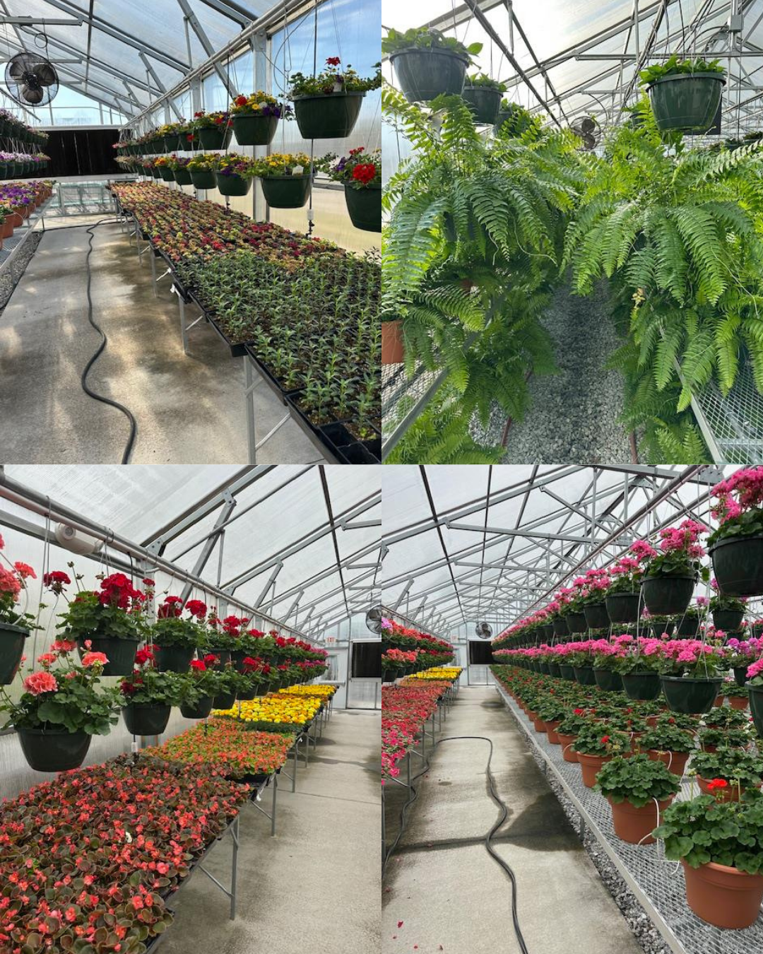 Image is 4 photos of plant.